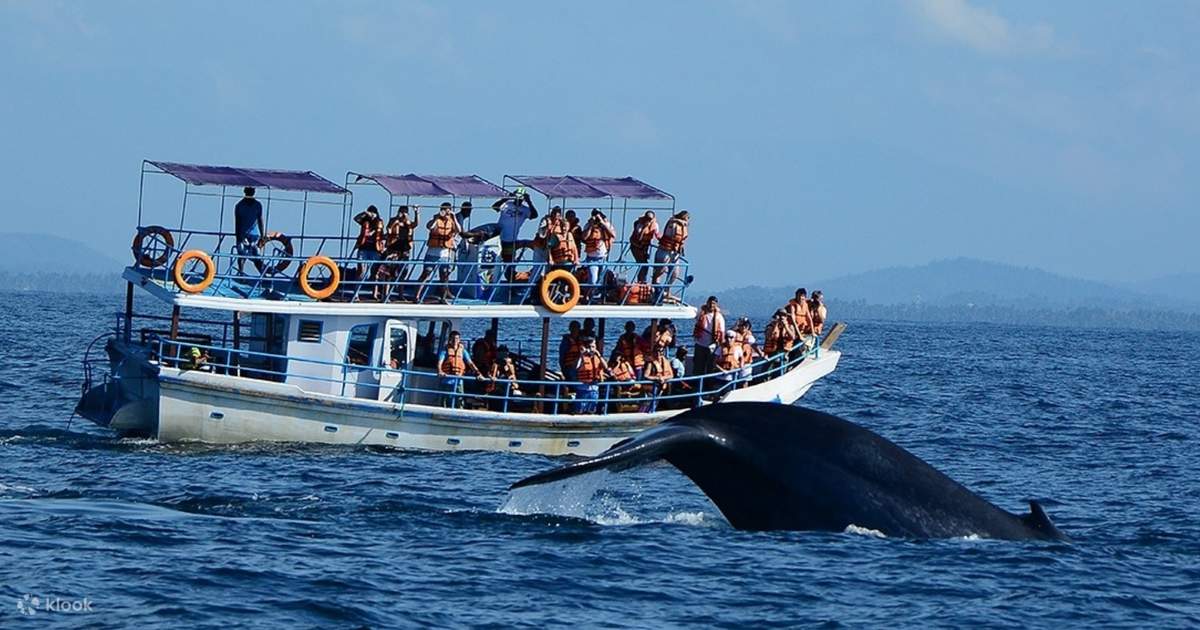 Go whale and dolphin watching